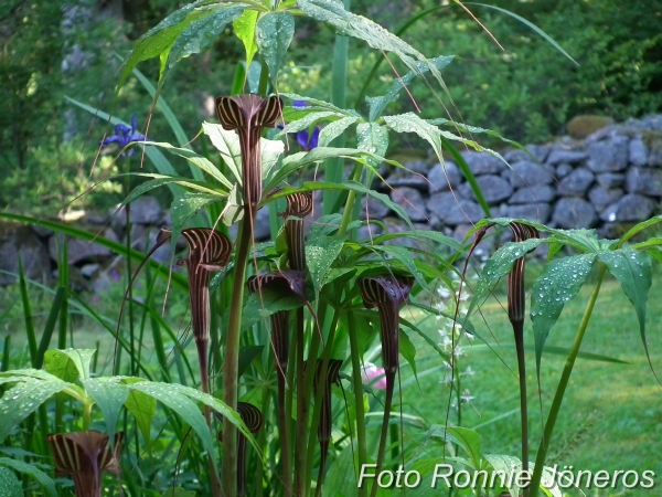 arisaema Consanguineum